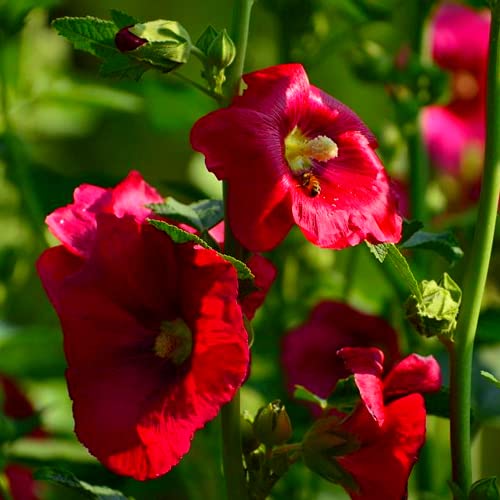 100 Stücke Selten Stockrosen Samen Winterhart Klettern Blumen Gepflanzt In Garten Schön Immergrüne Dekoration Hast Unterschiedlich Atmosphäre von Flower field Story