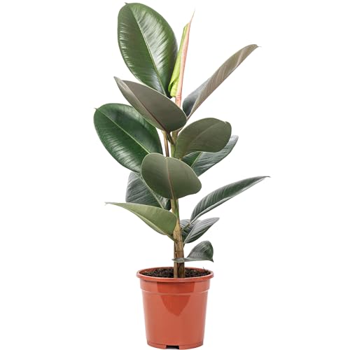 Gummibaum - pflegeleichte Zimmerpflanze, Ficus elastica 'Robusta' - Höhe ca. 50 cm, Topf-Ø 17 cm von Flowerbox