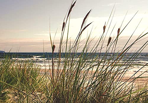 Forwall Fototapete Gras Dünen Strand Meer Ostsee Natur Landschaft Wohnzimmer Schlafzimmer Vlies Tapete Wandtapete UV-Beständig Montagefertig (10669, VEXXXL (416x254 cm) 4 Bahnen) von Fototapete Consalnet