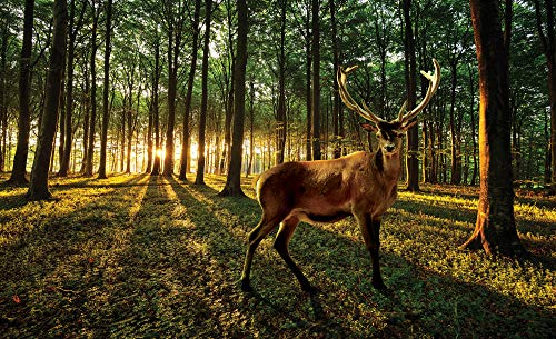 Forwall Fototapete Hirsch Wald Tiere Natur Bäume Landschaft Moderne Wohnzimmer Schlafzimmer Vlies Tapete Wandtapete UV-Beständig Montagefertig (3194, VEXXXL (416x254 cm) 4 Bahnen) von Fototapete Consalnet