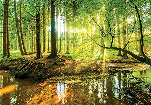 Forwall Fototapete 3D EFFEKT Wald Sonne Bach grün Natur Bäume Landschaft 368x254 cm - Wohnzimmer Schlafzimmer Vlies Tapete Motivtapeten UV-Beständig Montagefertig von Fototapete Consalnet