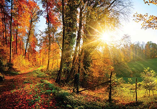 Forwall Fototapete Herbstwald Wiese Sonne Natur Bäume Landschaft Wohnzimmer Schlafzimmer Vlies Tapete Wandtapete UV-Beständig Montagefertig (12108, V8 (368x254 cm) 4 Bahnen) von Fototapete Consalnet