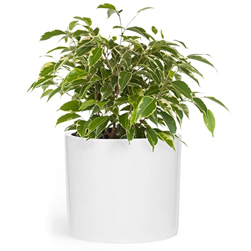 Fox&Fern Übertopf L - Blumentopf Gross inkl. Wasserabfluss - Blumentopf hoch 27cm - Übertöpfe für Zimmerpflanzen - Blumentopf 30cm Durchmesser - Pflanzentöpfe groß - Plant Pot - Blumentopf weiß von Fox & Fern