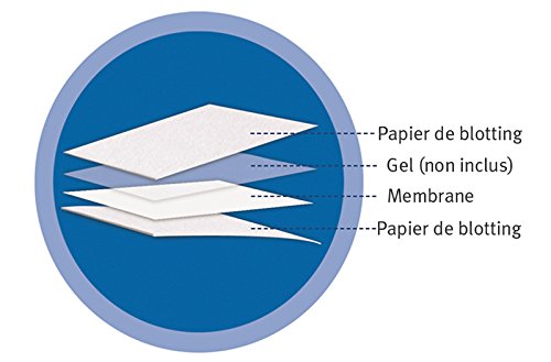 WHATMAN 10600123 Membranes de Transfert en PVDF, Amers Ham Hy bond LFP Sandwich, 0,2 µm, 80 mm x 90 mm (Pack de 30) von GE Healthcare