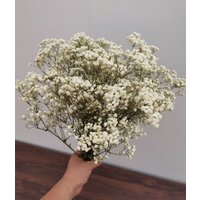 Groß Natur Konserviert Schleierkraut Gypsophila von GIGkelly