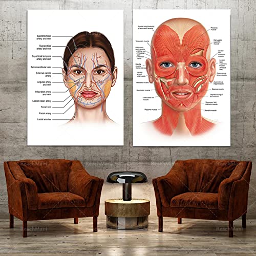 Gesichtsanatomie MuskelgefäßE Detaillierte Kunstdruck PäDagogische Wissenschaft Arzt Leinwand Leinwand Kunst Dekor Poster 30x50cmx2 (12x20"X2) Rahmenlos von GLASA