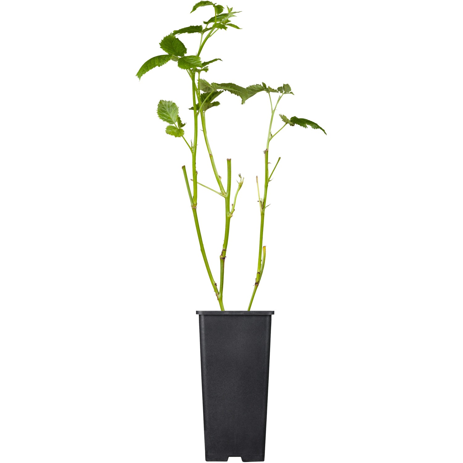 GROW by OBI Bio Brombeere Black Satin Schwarz Topf ca. 2 l Rubus GROW by OBI Bio Brombeere Black Satin Schwarz Topf ca. 2 l Rubus von GROW by OBI