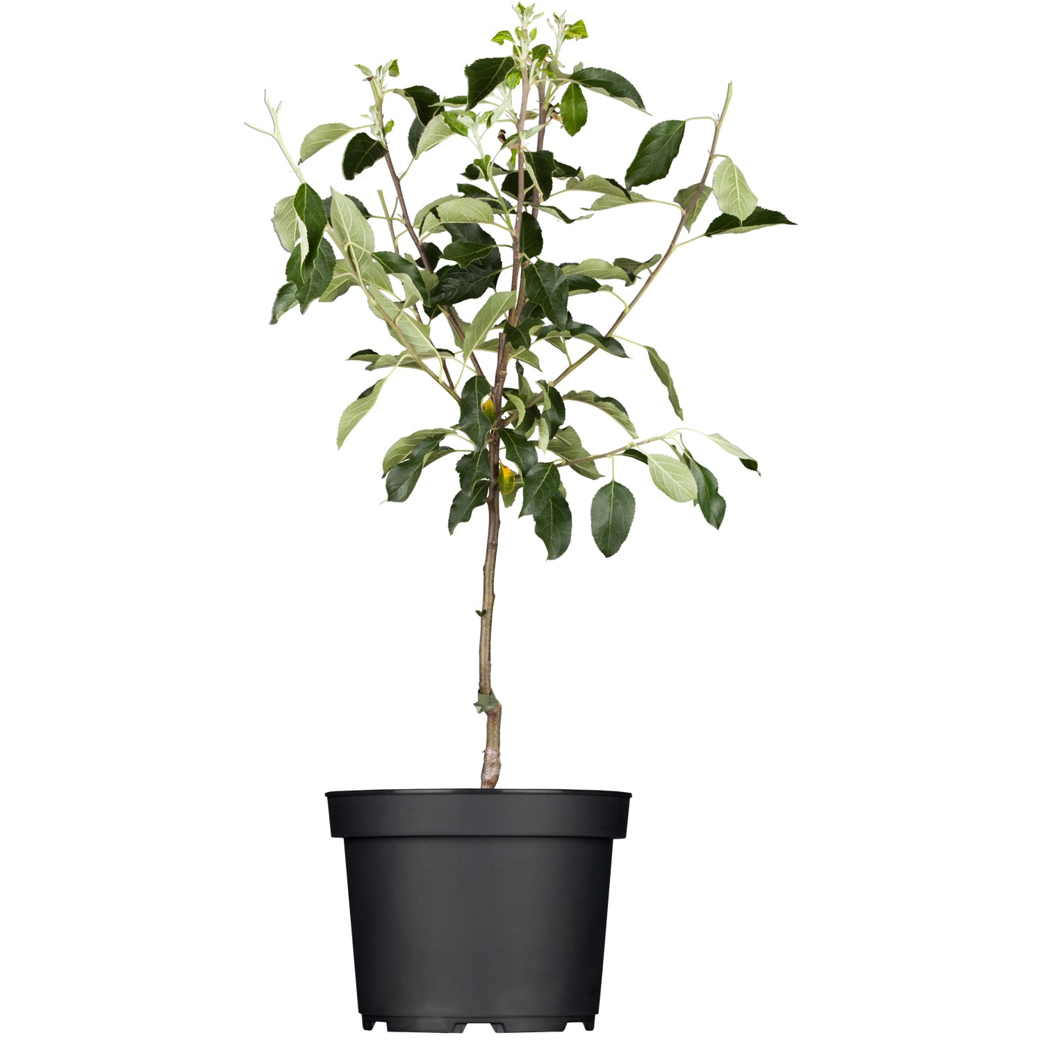 GROW by OBI Bio Winterapfel Cox Orange Höhe ca. 120 - 140 cm Topf ca. 7 l von GROW by OBI