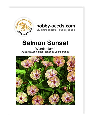 Blumensamen Salmon Sunset Mirabilis Portion von Gärtner's erste Wahl! bobby-seeds.com