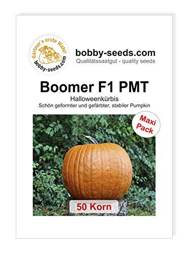 Boomer F1 PMT Kürbissamen von Bobby-Seeds 50 Korn von Gärtner's erste Wahl! bobby-seeds.com