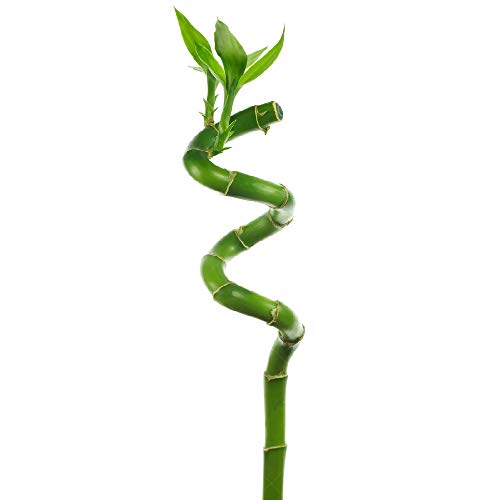 1 x Lucky Bamboo 40cm Spiralstiele Für innen Pflanze Topg Garten Fensterbank Schüssel von GardenersDream