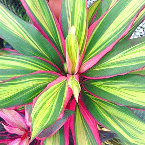 Cordyline Kiwi | Bunte Keulenlilie | Zimmerpflanze 30-40 cm mit Topf von GardenersDream