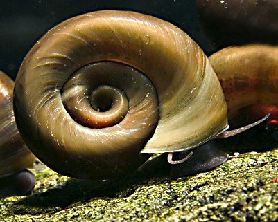 Garnelio - 10x Teich Posthornschnecke - Planorbella duryi duryi von Garnelio Tiere