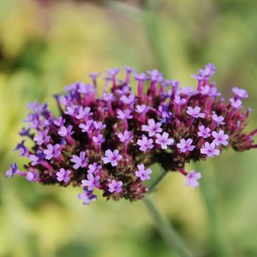 Argentinisches Eisenkraut - Verbena bonariensis, lange Blütezeit, insektenfreundlich, im 9 cm Topf von Garten Schlüter