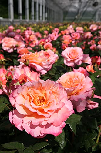 Edelrose Augusta Luise in champagner-rosé bis pfirsich - Duftrose winterhart - Rosen-Blüte in champagner-rosé bis pfirsich - Rose sehr stark duftend im 5 Liter Container von Garten Schlüter - Pflanzen von Garten Schlüter