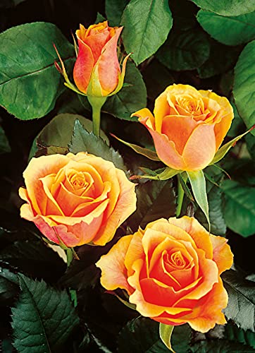 Edelrose Tea Time in Gelb & Orange - Rose leicht duftend - Mehrfarbige Duftrose im 5 Liter Container von Garten Schlüter - Pflanzen in Top Qualität von Garten Schlüter