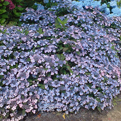 Kleinwüchsige Tellerhortensie 'Koreana' Hydrangea serrata blau bis rosa, je nach PH-Wert winterhart kleinbleibend Bodendecker (3 Liter Topf 20-30cm) von Garten Schlüter