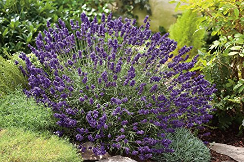 Lavendel 'Hidcote Blue' Lavandula angustifolia - 3 winterharte Pflanzen im Topf mit leuchtend blauen Blüten als Hecke oder Busch - von Garten Schlüter - Pflanzen in Top Qualität von Garten Schlüter