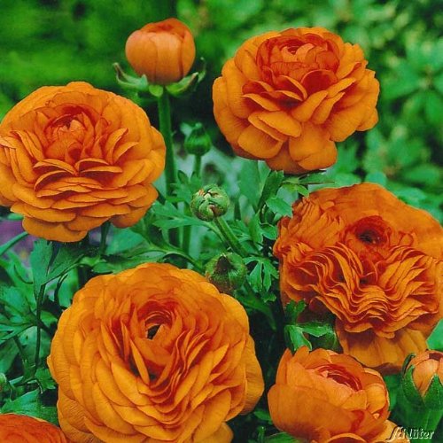 Ranunkeln 'Orange' - 10 Stück von Garten Schlüter