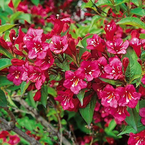 Weigelie 'Bristol Ruby' Weigela viele rubinrote Blüten von Mai-Juli 80-100cm im 3 Liter Topf von Garten Schlüter