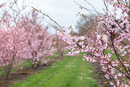 Frühe Zierkirsche 'Accolade' - Prunus Accolade - Containerware 100-150 cm - Garten von Ehren® von Garten von Ehren