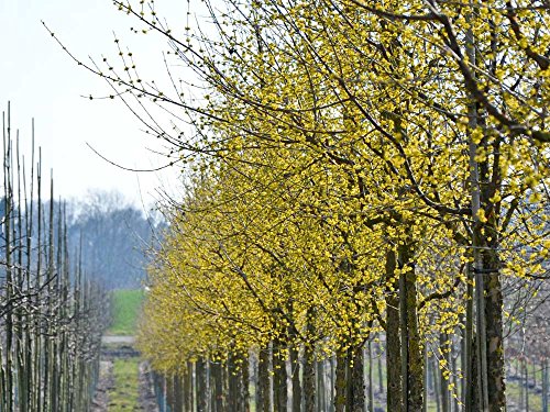 Hartriegel 'Kornelkirsche' - Cornus mas - Containerware, 60-100 cm hoch - Garten von Ehren® von Garten von Ehren