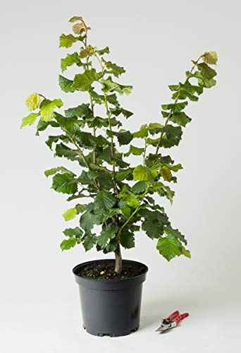 Haselnuss-Strauch Hallesche Riesennuss - Corylus avellana Hallesche Riesennuss 60-100 cm hoch - Garten von Ehren von Garten von Ehren