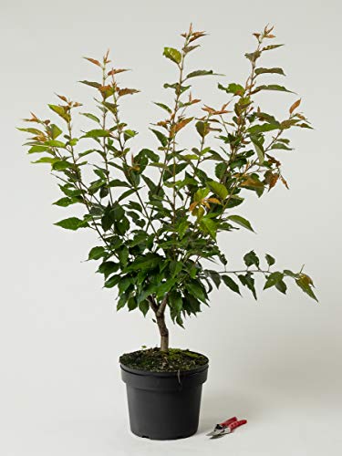 Japanische Blütenkirsche - Prunus serrulata Kanzan 60-100 cm hoch - Garten von Ehren von Garten von Ehren