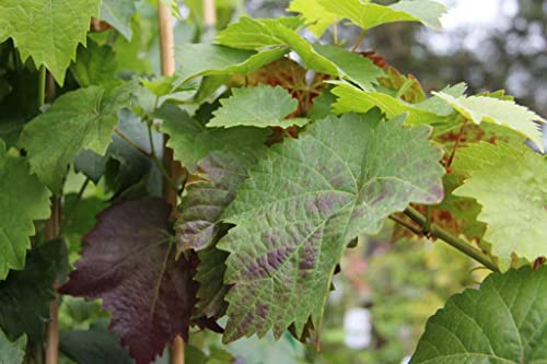 Tafeltraube/Weintraube 'Lake Mont' - Vitis Lakemont - Containerware 80-100 cm - Garten von Ehren® von Garten von Ehren