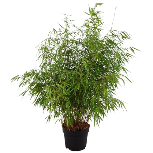 Bambus 'Asian Wonder', Zierbambus, immergrün, pflegeleicht, Gartenpflanze, Bambushecke, winterhart, kompakte Größe, asiatischer Garten von Gartenwelten