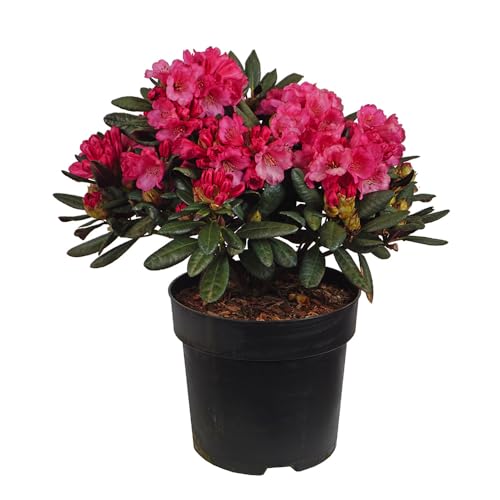 Rhododendron 'Wine and Roses', immergrün, Gartenpflanze, Laubstrauch, pflegeleicht, Blütenstrauch, dunkelrote Blüten, winterhart von Gartenwelten