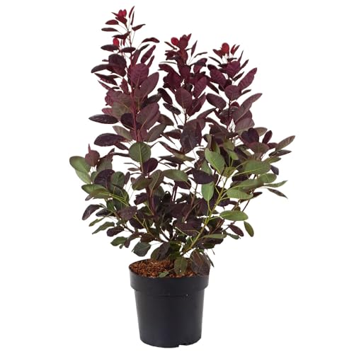 Roter Perückenstrauch 'Royal Purple', Blütenstrauch, Laubgehölz, Gartenpflanze, Herbstfärbung, pflegeleicht, Frühlingsblüten, Laubbaum von Gartenwelten