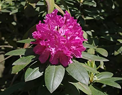 100 Semi di Fiori Catawba Rhododendron von Generic