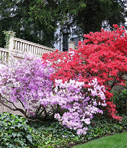 100 semi genuino al 100% Mix-color Azalee - Rhododendron simsii semi - semi di piante bonsai fiore von Generic