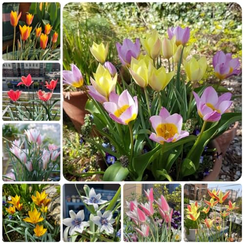 20 pcs tulpenzwiebeln kaufen tulpen zwiebeln zwiebeln balkonpflanzen winterhart wildtulpen zwiebel - Tulipa gesneriana - winterharte stauden für pralle sonne exotische pflanzen kübelpflanzen von Generic