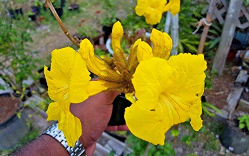 20 semi di Giallo Tromba Albero: Only Seeds von Generic