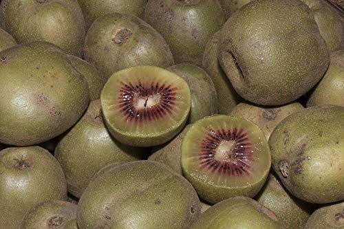 25 X Rossa Kiwi Actinidia arguta Ginevra Seeds - Fruit - # 139:Seeds Only 25 X Rossa Kiwi Actinidia arguta Ginevra Seeds - Fruit - # 139:Seeds Only von Generic