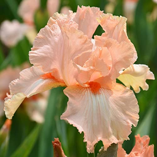 3 schwertlilie zwiebeln Kaufen Schwertlilien Knollen iris pflanzen winterhart Rosa blumenzwiebeln gartenblumen pflanzen winterhart frühlingsblumen zwiebeln gartenpflanzen zierlauch zwiebeln von Generic