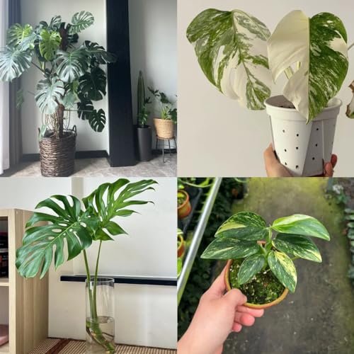 300 pcs Monstera Variegata Samen Deko Wohnzimmer, Stauden Winterhart MehrjäHrig Monstera Deliciosa Samen Herbst Dekoration, Geschenke Für Gartenfreunde Rankpflanze, Winterharte Balkonpflanzen von Generic