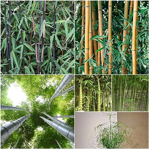 40 pcs bambus baum samen - winterfeste pflanzen für balkon,Fargesia spathacea, ausgefallene geschenke bäume garten winterhart bonsai baum grünpflanzen deko pflanzen praktische geschenke von Generic