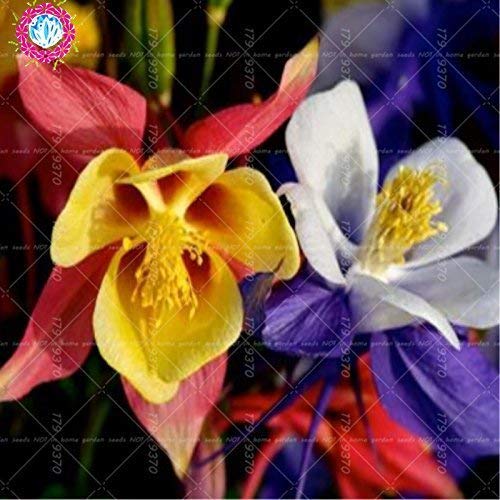 5 : 100pcs Rare Aquilegia Blue Columbine Perennial Flower Seeds, Professional Pack, Very Beautiful Garden Flower Melissa Sementes 5:Seeds Only 5 : 100pcs Rare Aquilegia Blue Columbine Perennial Flower Seeds, Professional Pack, Very Beautiful Garden Flower Melissa Sementes 5:Seeds Only von Generic