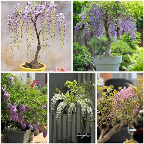 50 pcs Blauregen Pflanze Winterhart Samen - Glyzinien samen blumen, bio saatgut, Wisteria sinensis, gartenpflanzen winterhart mehrjährig, kletterpflanze Topfpflanzen Echt, Outdoor von Generic