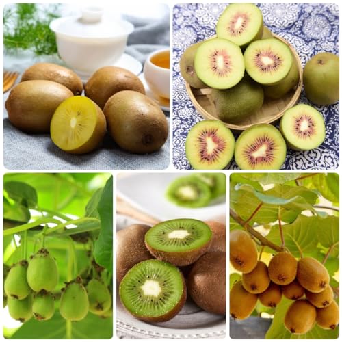 500 Pcs Kiwibeeren Samen, Kiwi Samen, Obst Frisch Weinblätter Kiwibeere - Actinidia Chinensis - Garten Saatgut Alte Sorten Bodendecker Pflanzen Winterhart Seltene Pflanzen, Obst Samen von Generic