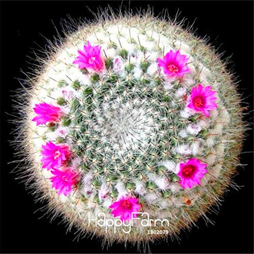 Best seller! Semillas de Flores 100 pc/succulent package raw stone cactus bonsai gambi tetragonia flowers in fleshy vase, b5dxlt: Seeds Only : Seeds Only Best seller! Semillas de Flores 100 pc/succulent package raw stone cactus bonsai gambi tetragonia flowers in fleshy vase, b5dxlt: Seeds Only : Seeds Only von Generic