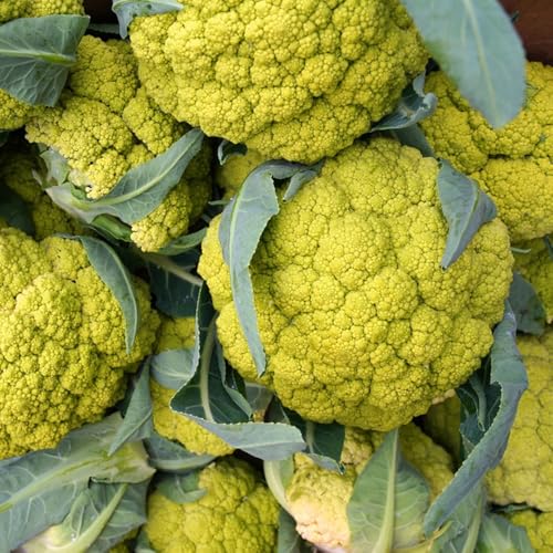 Blumenkohl Pflanzen Kaufen Samen, stauden winterhart mehrjährig pflanzen winterhart draußen outdoor pflanzen pflanzen für sonnige plätze samen gemüse bodendecker geschenke für 600pcs Blumenkohl Pflanzen Kaufen Samen, stauden winterhart mehrjährig pflanzen winterhart draußen outdoor pflanzen pflanzen für sonnige plätze samen gemüse bodendecker geschenke für 600pcs von Generic