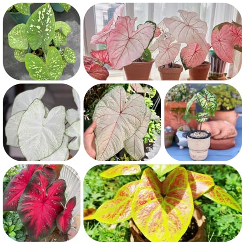 Caladium - samen dekopflanzen hochbeet balkon topf pflanze exotische pflanzen balkonpflanzen - Seltene Pflanzen - kräuterpflanzen saatgut pflanzensamen kübelpflanzen kräutersamen 100pcs Caladium - samen dekopflanzen hochbeet balkon topf pflanze exotische pflanzen balkonpflanzen - Seltene Pflanzen - kräuterpflanzen saatgut pflanzensamen kübelpflanzen kräutersamen 100pcs von Generic
