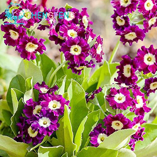 Pack of 100 Colourful Primula Malacoides Seeds Bonsai Pot Rainbow Flower Seeds China Outdoor Rare Plants : Seeds Not A Live Plants Pack of 100 Colourful Primula Malacoides Seeds Bonsai Pot Rainbow Flower Seeds China Outdoor Rare Plants : Seeds Not A Live Plants von Generic