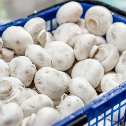 Pilze Champions Samen, button mushroom samen balkon pflanze alte gemüsesorten samen gemüsesamen alte sorten gemüse samen pflanzen winterhart zimmerpflanzen samen bio gemüsesamen 50pcs Pilze Champions Samen, button mushroom samen balkon pflanze alte gemüsesorten samen gemüsesamen alte sorten gemüse samen pflanzen winterhart zimmerpflanzen samen bio gemüsesamen 50pcs von Generic
