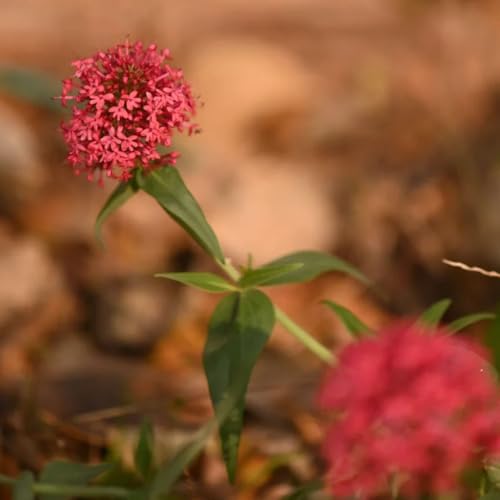 Rote Spornblume Samen, kräutersamen alte sorten bonsai samen wildblumensamen pflanzen für draußen winterhart winterharte pflanzen für garten kräutergarten geschenk blumensamen 50pcs Rote Spornblume Samen, kräutersamen alte sorten bonsai samen wildblumensamen pflanzen für draußen winterhart winterharte pflanzen für garten kräutergarten geschenk blumensamen 50pcs von Generic