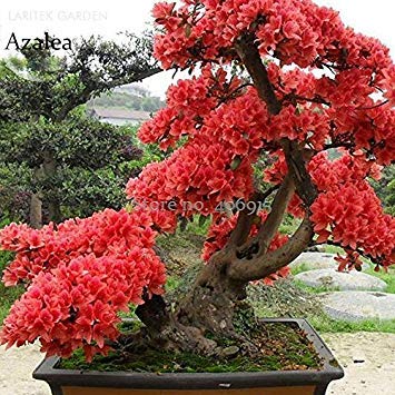 Seeds 2018 Fresh Rose Red Zalea Rhododendron, 50 Seeds, Home Garden Flowers Seeds E3906: Only Seeds von Generic